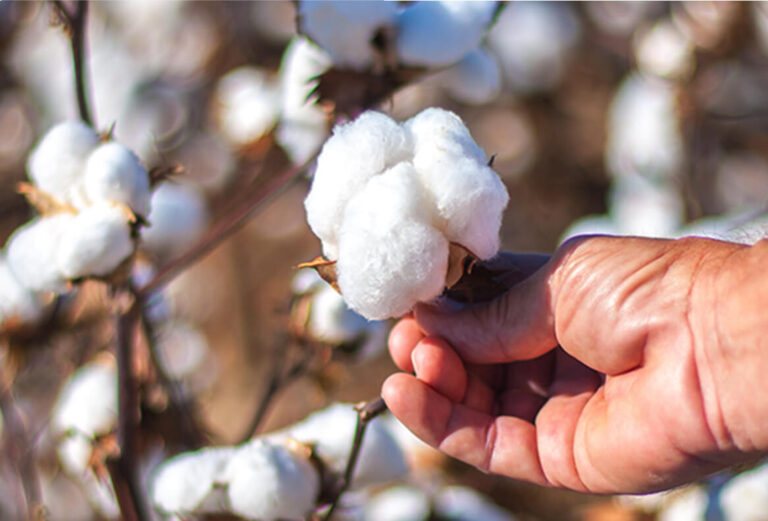 Types of Cotton Used for Clothing